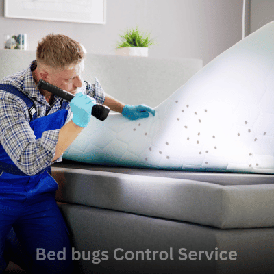 Bed bugs Control Service